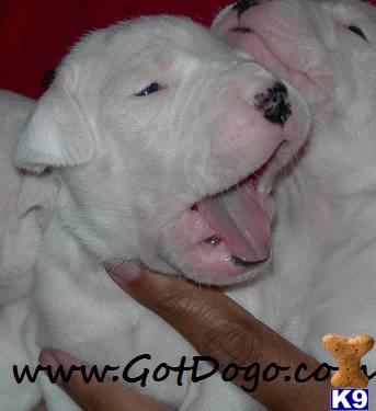 Dogo Argentino Puppies